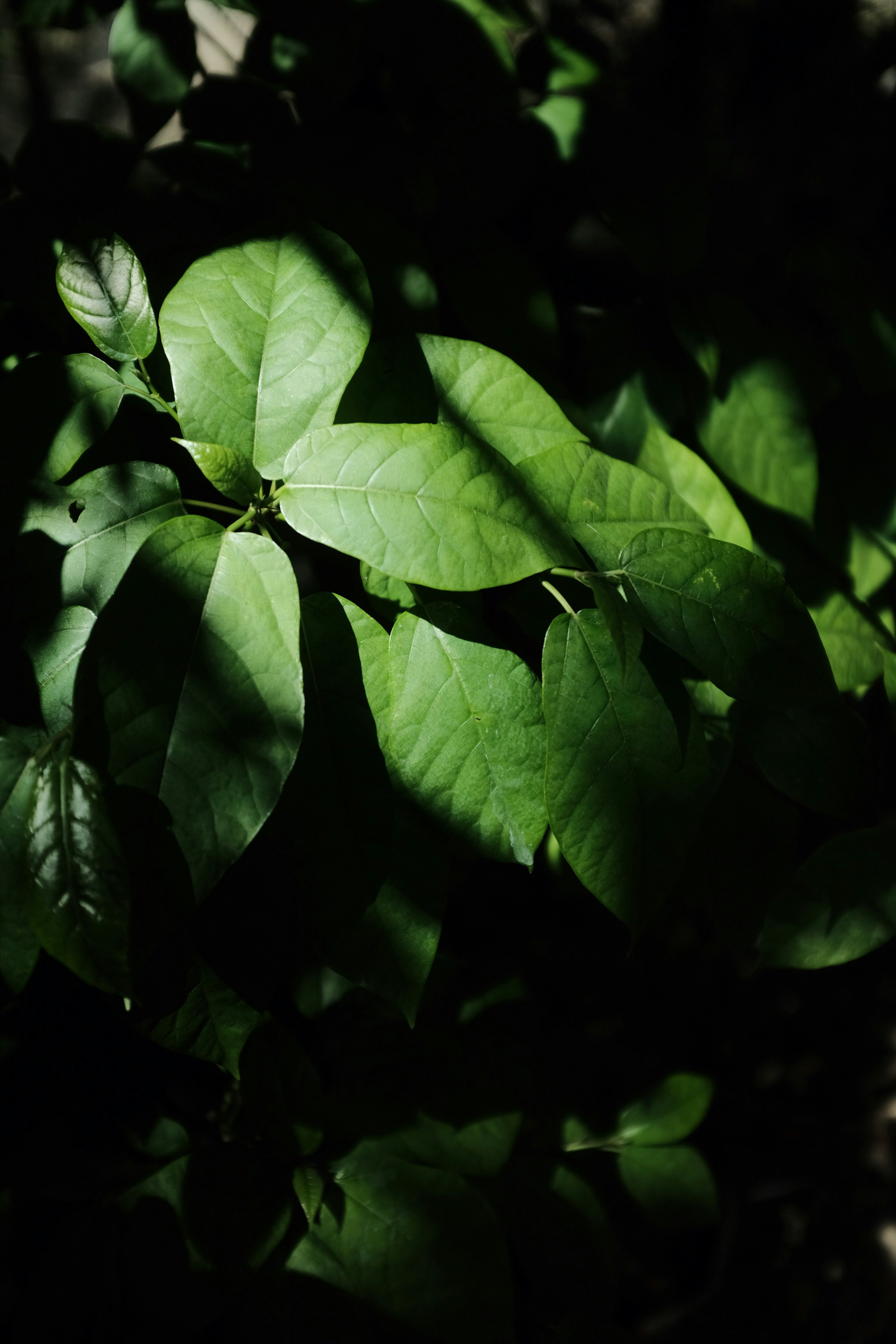 green leaves in black background